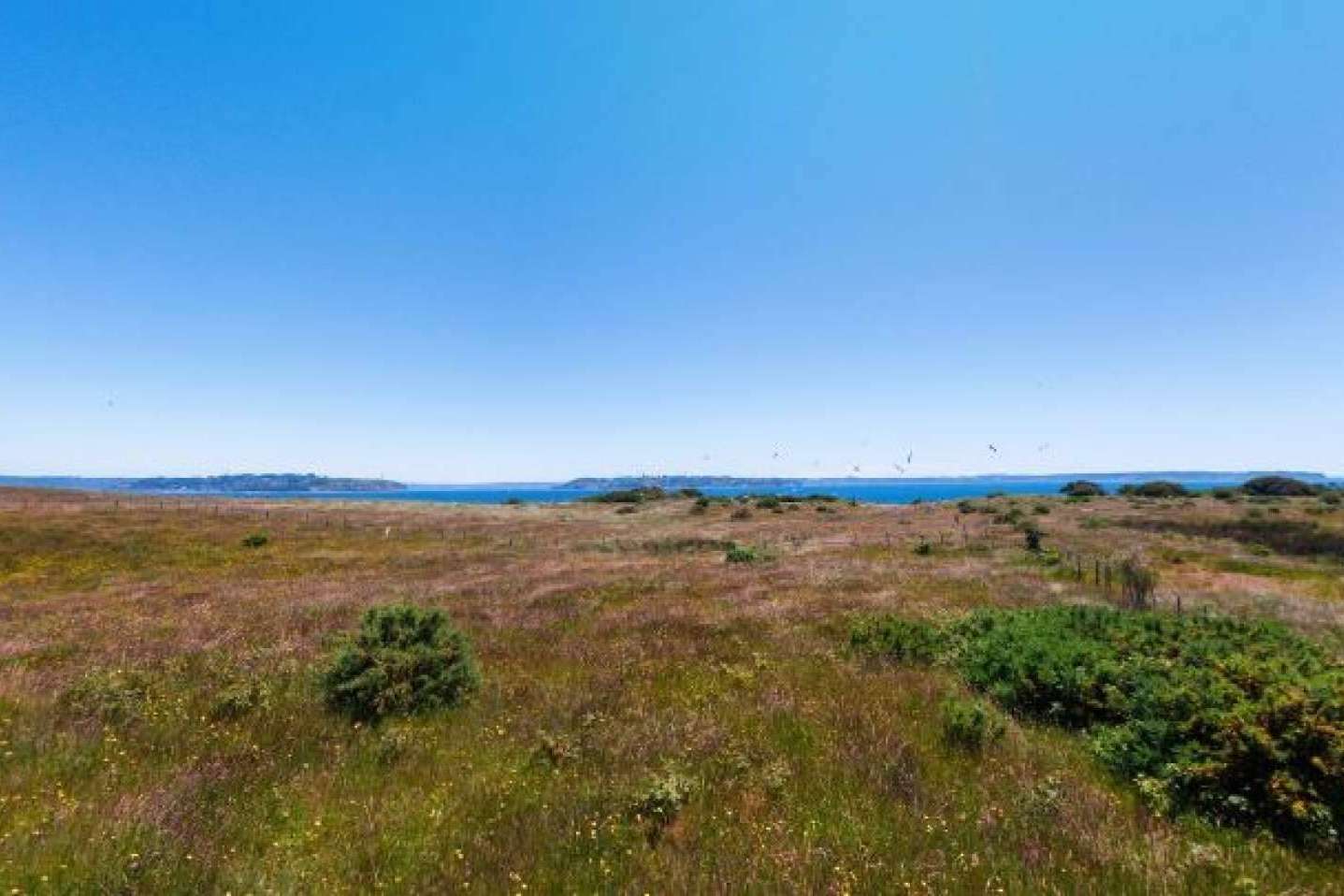 Innovación y naturaleza, redefiniendo el mercado de parcelas en el sur de Chile con Latitudes Australes