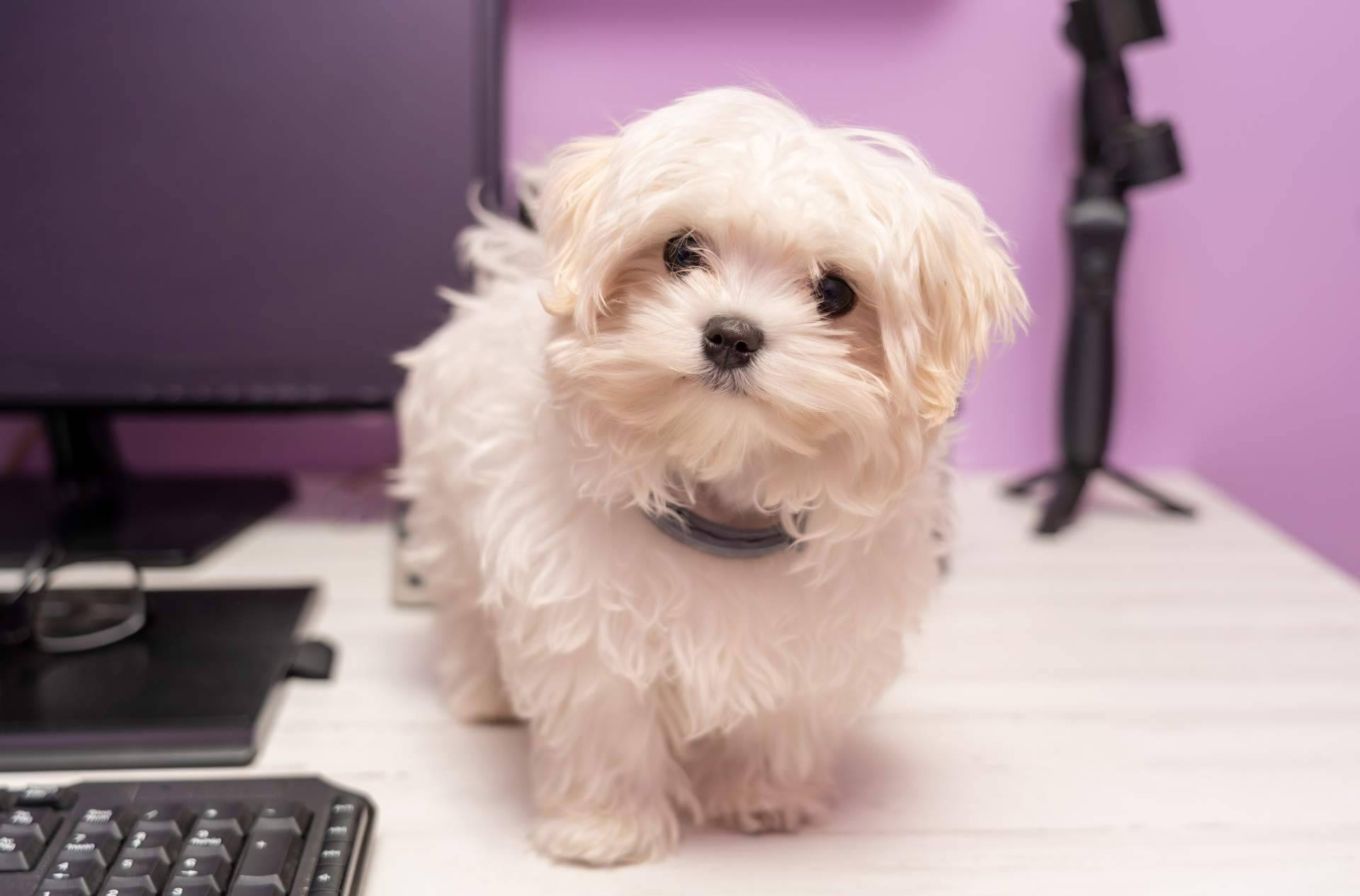Mejor Hablemos realiza evaluaciones psicológicas emotional support animal para viajar con mascota
